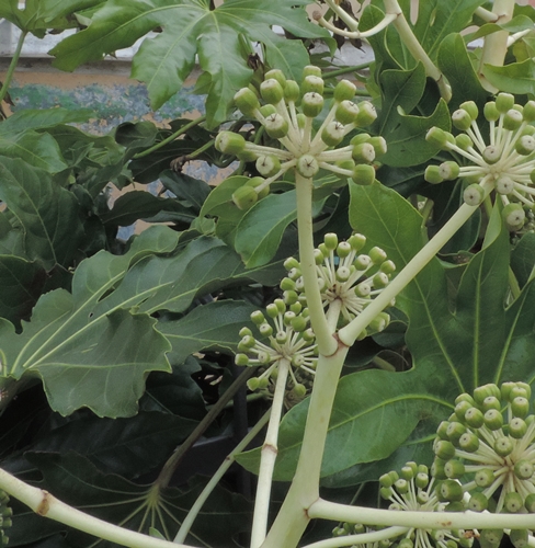 Fatsia japonica